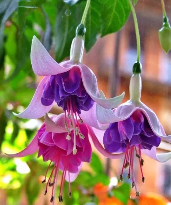 倒挂金钩灯笼花怎么养,倒挂金珠怎么养