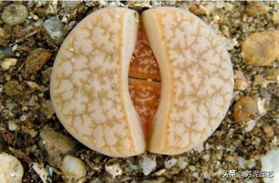 屁股花脱皮怎么处理,屁股花脱皮可以将皮撕掉吗