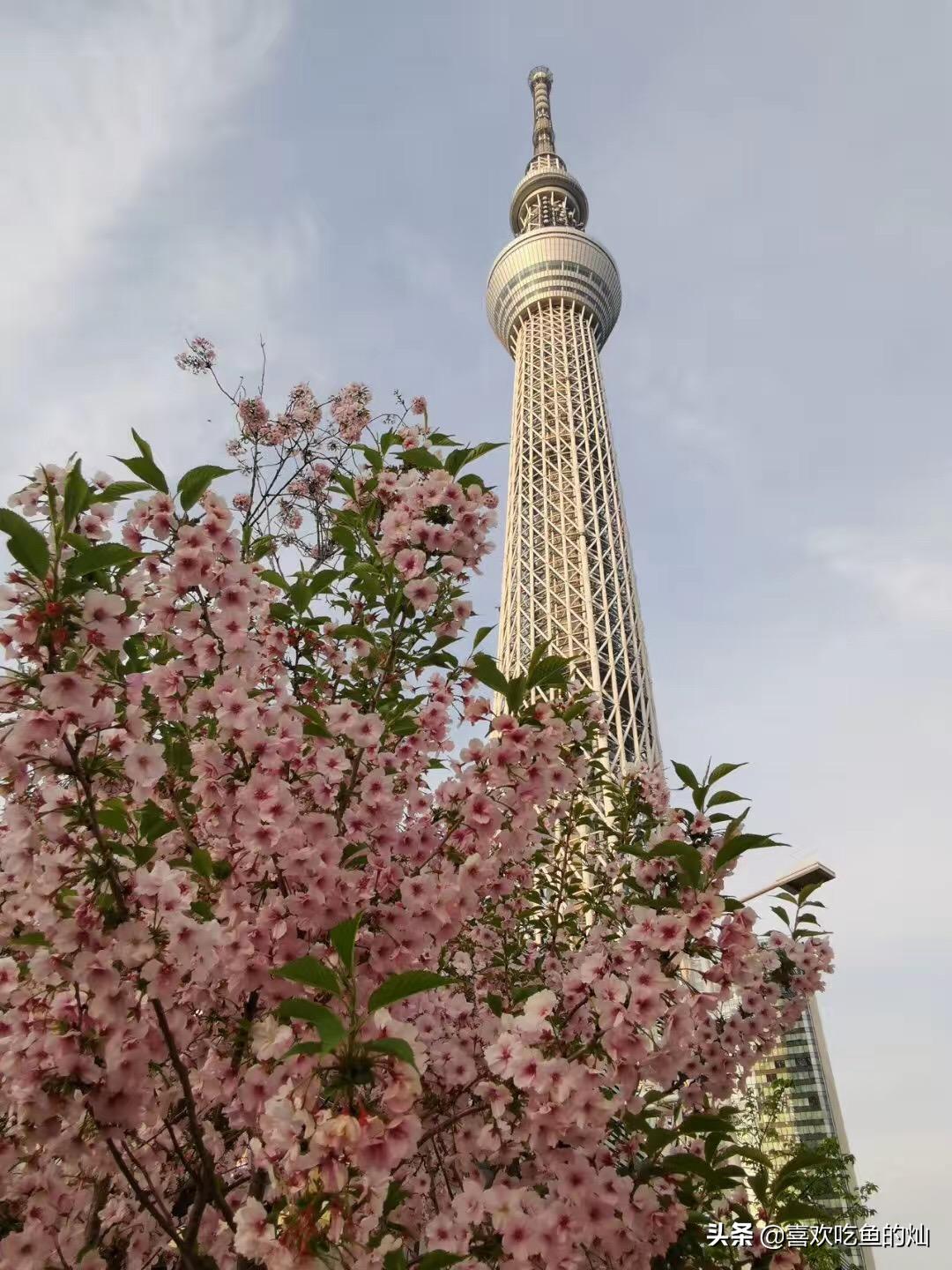 东京五日自由行攻略,日本7日京都自由行