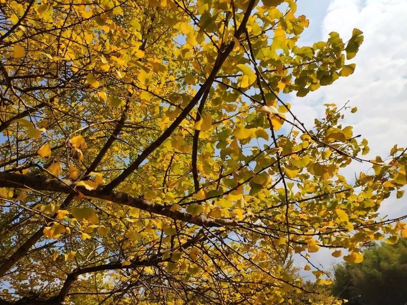 2月份去恭城看柿子,什么时候去恭城看柿子最好