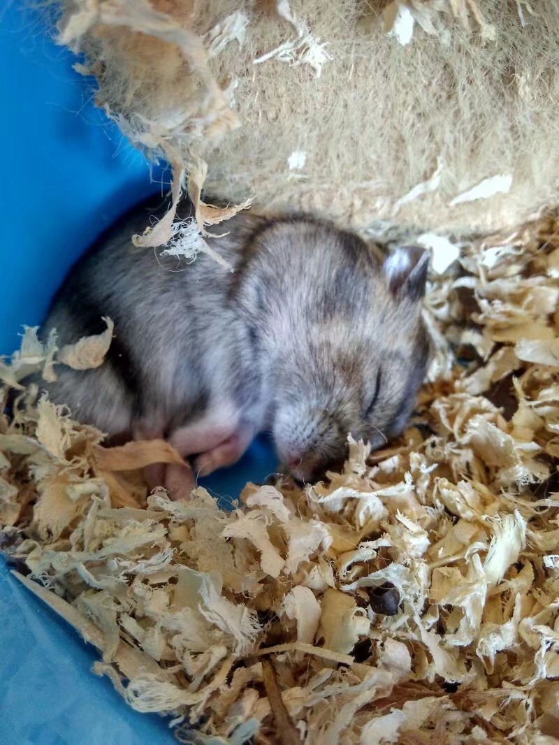 养仓鼠的注意事项和禁忌,养熊类仓鼠的注意事项