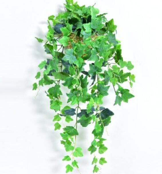 这6种花适合养在书房,装饰花草植物大全