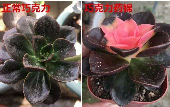 什么样的花好养又耐活,哪些花坑人