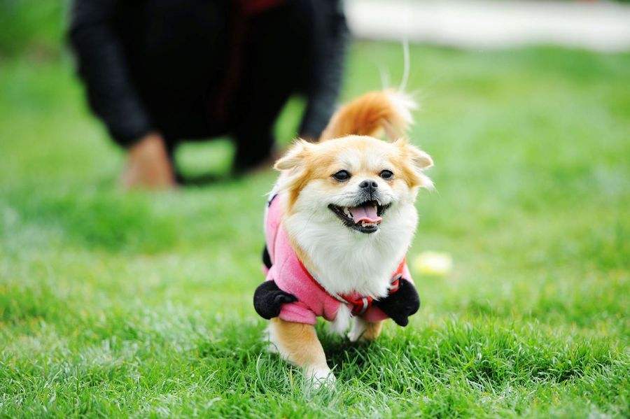 世界上最忠心的狗狗排名第一,对主人忠心的十大狗狗排名