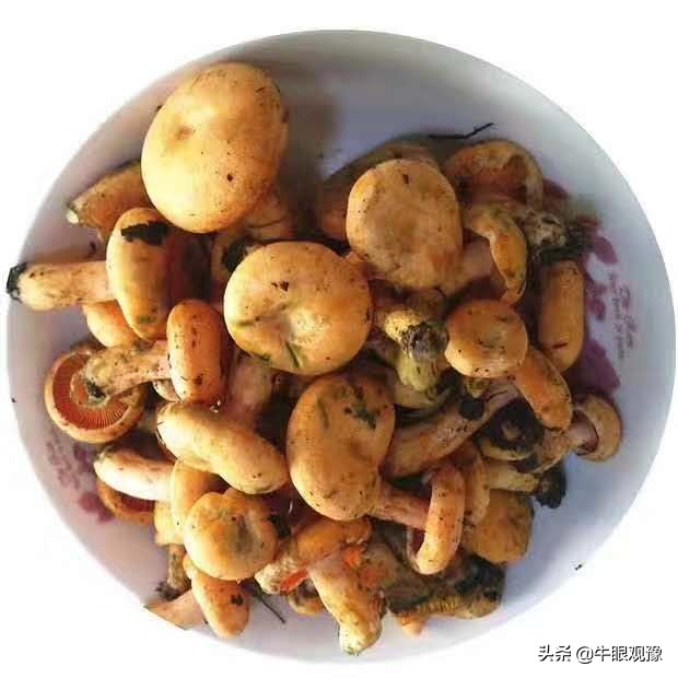 五谷堂创业者,河南五谷堂创业项目