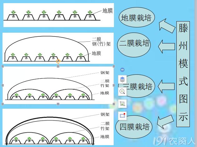 马铃薯组培苗栽培管理技术,马铃薯主要栽培技术