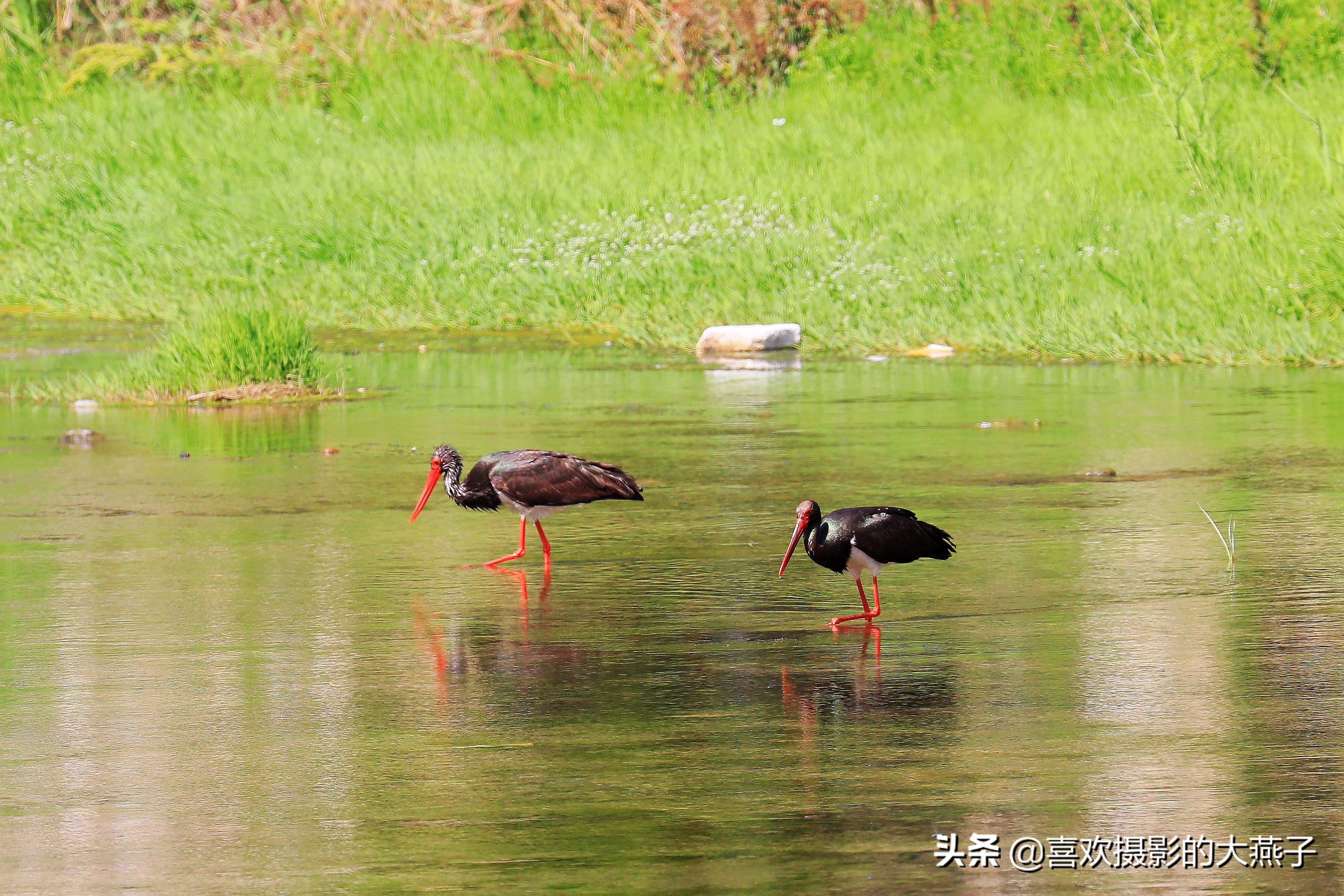 慕名前往十渡黑鹳之乡小有收获