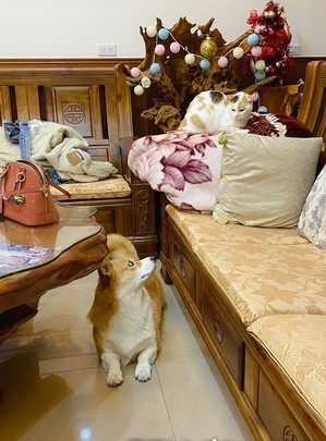 柯基很兴奋到处去跑怎么回事,柯基回家异常兴奋还对人吼叫