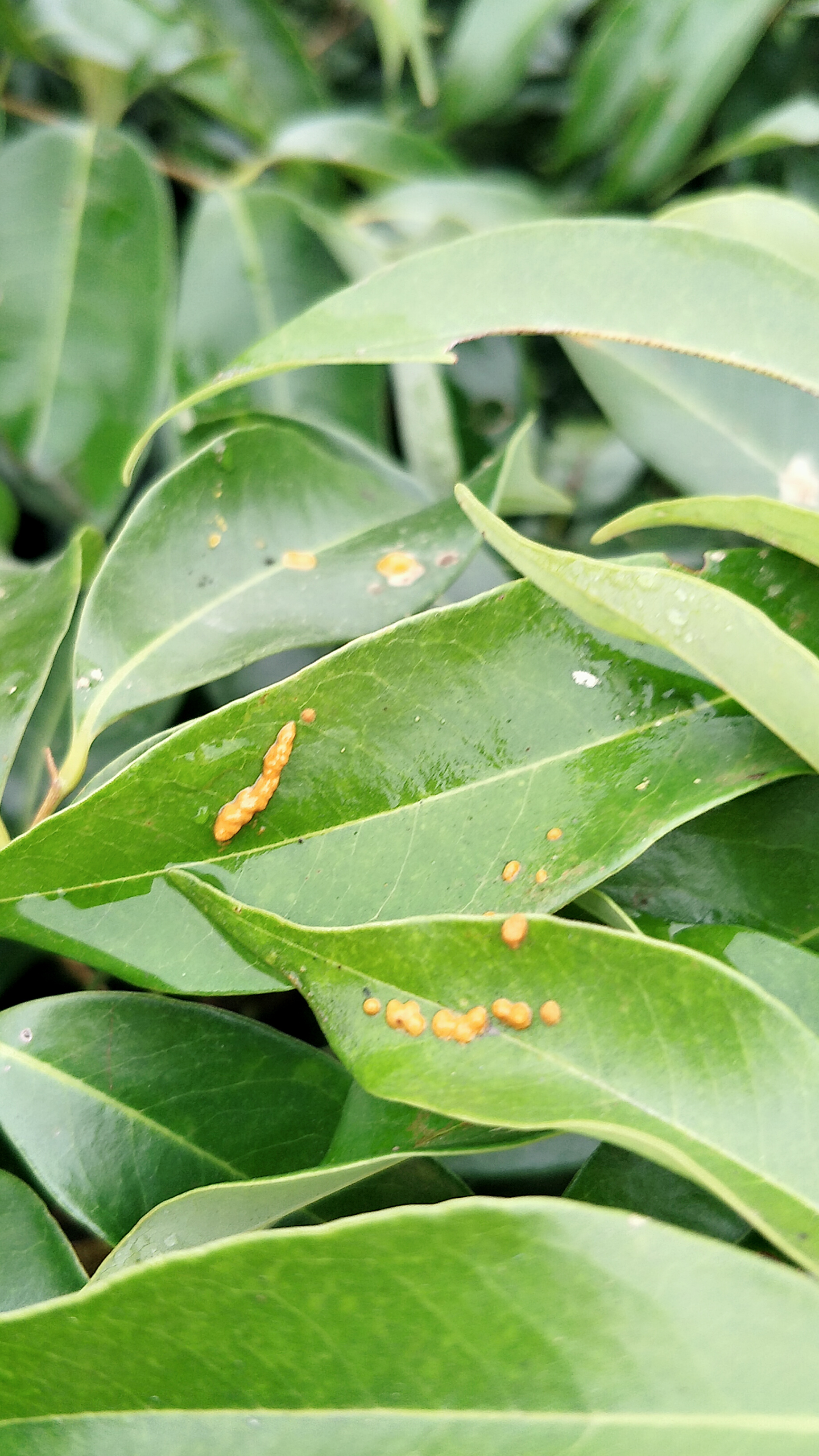 怎么追踪野生蜜蜂视频,怎样野外捕捉蜜蜂