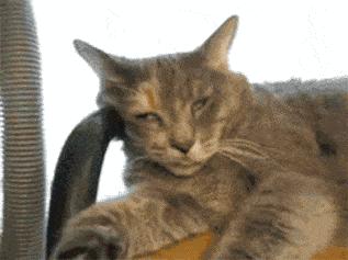 猫咪睡觉的时候发抖打颤怎么回事,猫咪睡觉频繁发抖打颤是怎么回事