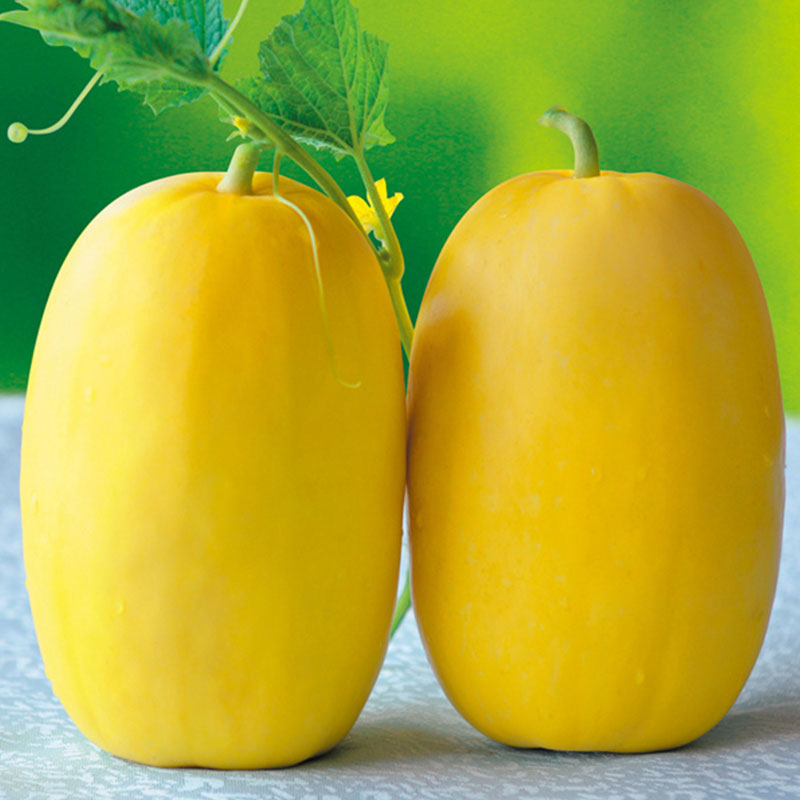 耐运输又好吃脆甜的甜瓜品种,甜瓜种植连续下雨天会不会裂瓜