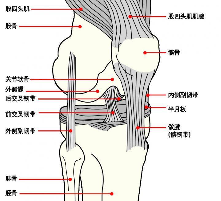拉斐尔·莱奥十字韧带断裂,十字韧带撕裂罗纳尔多