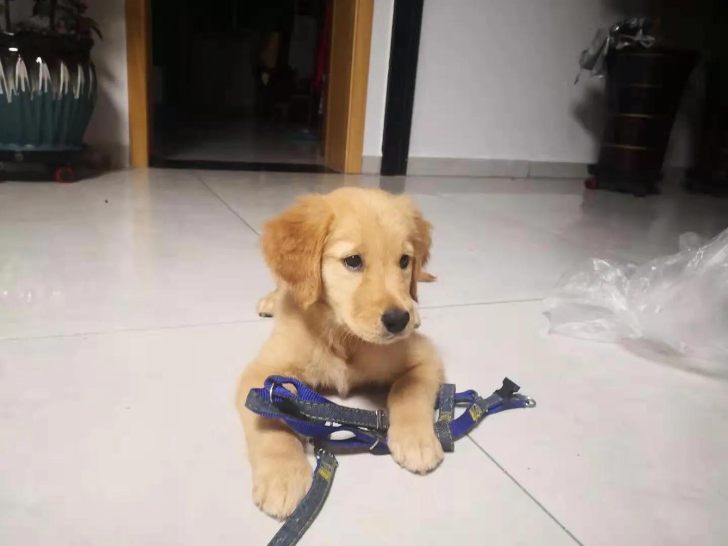 小金毛第一天进家,小金毛刚到新家浑身打颤