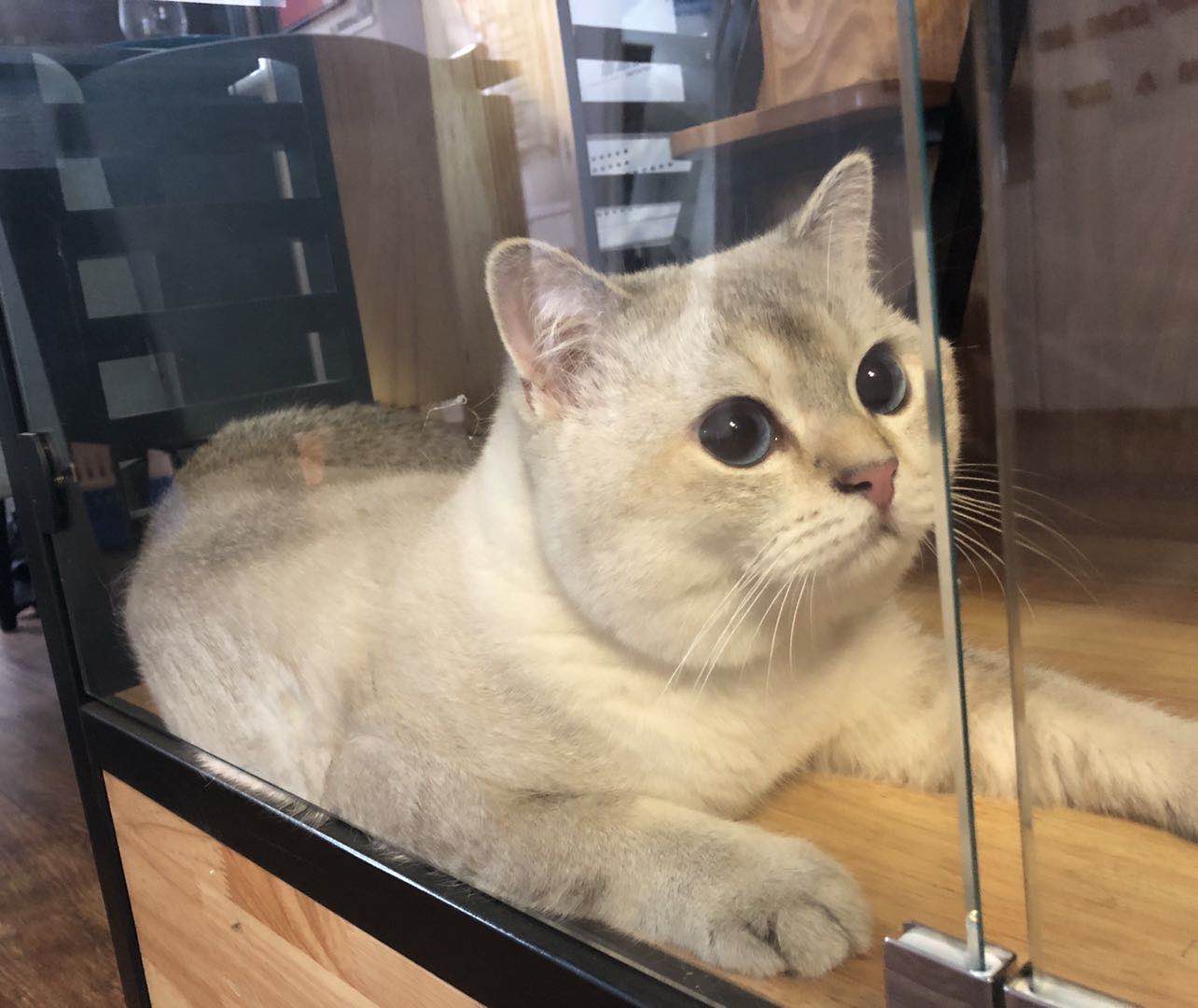 像周震南的猫,周震南的猫有多少