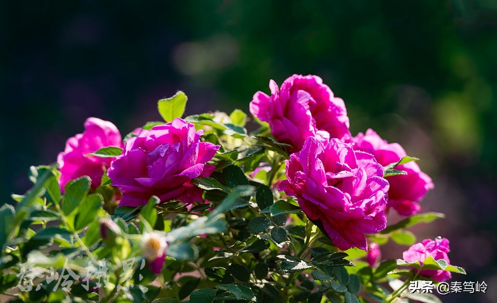 五月玫瑰花期,五月玫瑰盛开时