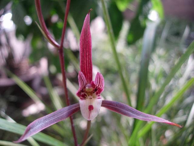 大别山春兰花品种鉴别图谱,兰花假鳞茎品种鉴别图谱