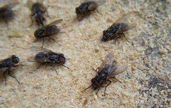 农村苍蝇多怎么消灭,农村苍蝇多简单几招全搞定