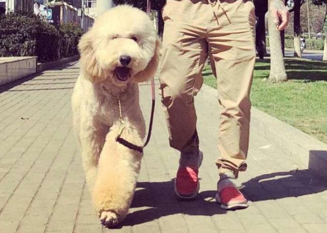 6大狗狗是狗界中的长腿欧巴,狗界中最败家的6大狗狗