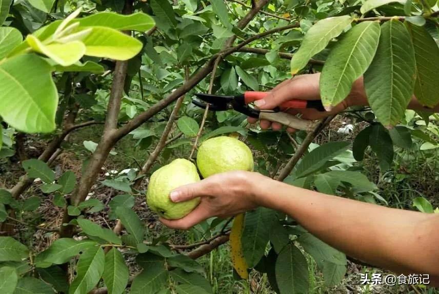 软糯香甜广西现摘红心芭乐,又脆又甜不带色的红心芭乐好吃