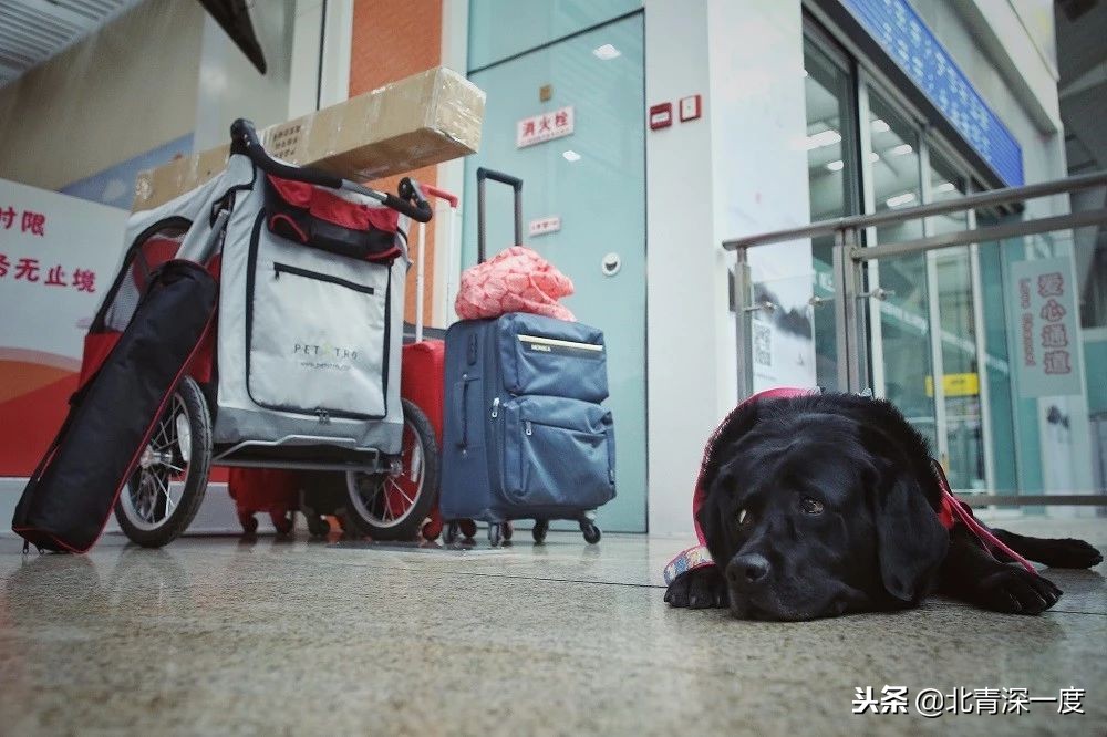 导盲犬基地为珍妮举行退役仪式,导盲犬珍妮退役交接视频