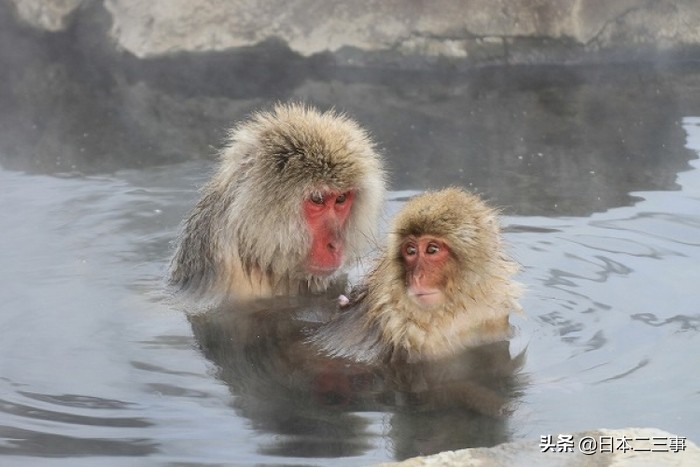 日本猴子温泉旅游攻略,日本猴子集体泡温泉表情很享受
