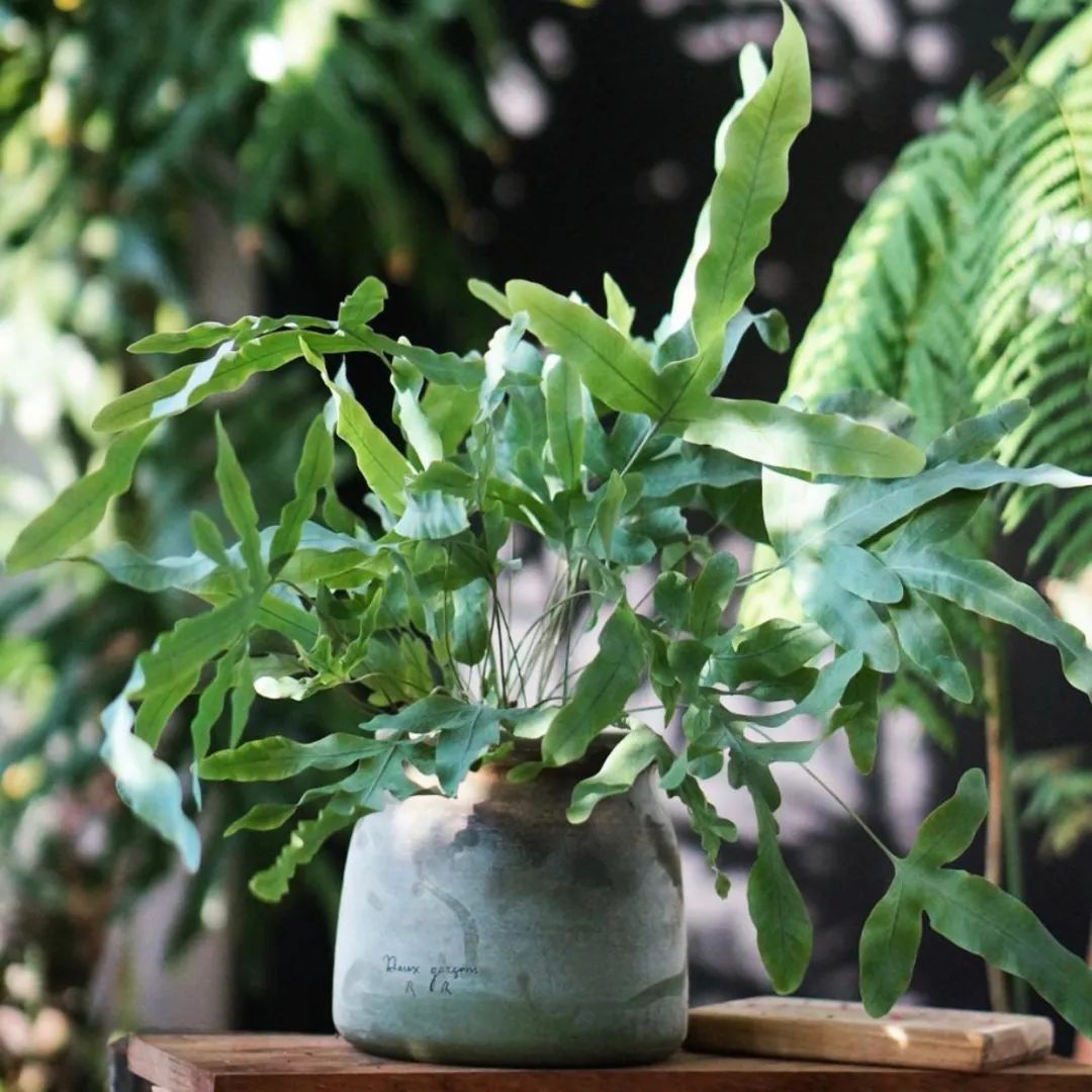 适合养在家里不用晒太阳的花,室内养什么花好养不怕太阳晒