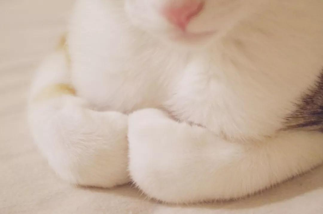 性格最温顺的小猫咪是什么,养一只超凶的小猫咪是什么体验