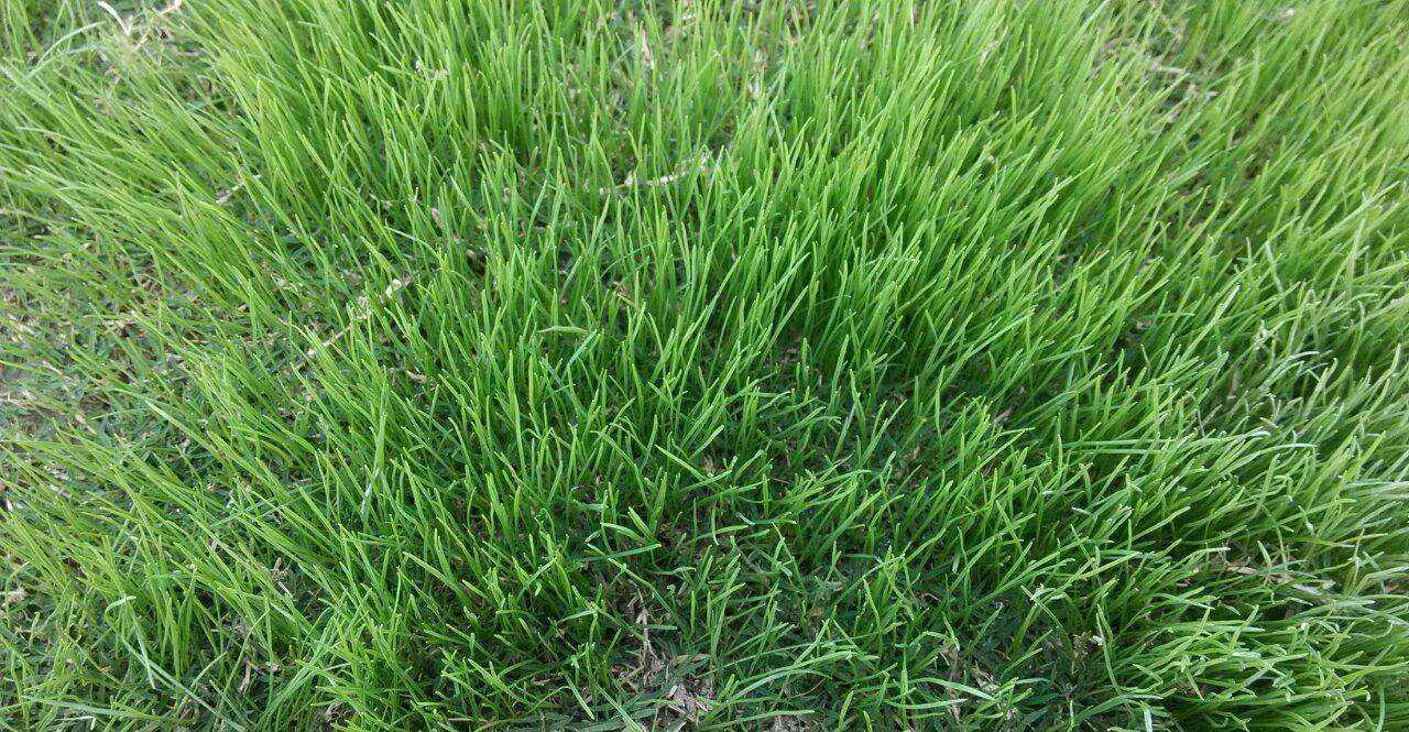 黑麦草牧草,黑麦草相比其他牧草的优势