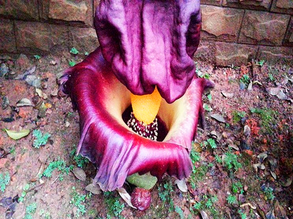 尸香魔芋什么时候迷惑胡八一,胡八一为什么没有被尸香魔芋迷惑