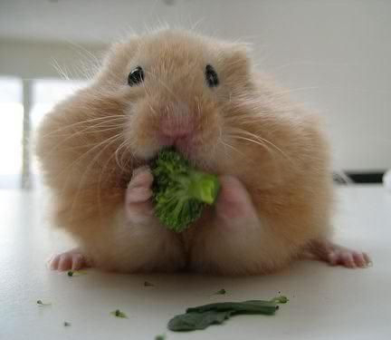 仓鼠贪吃是本性，除此之外吞噬能力与颜值远超噬元兽