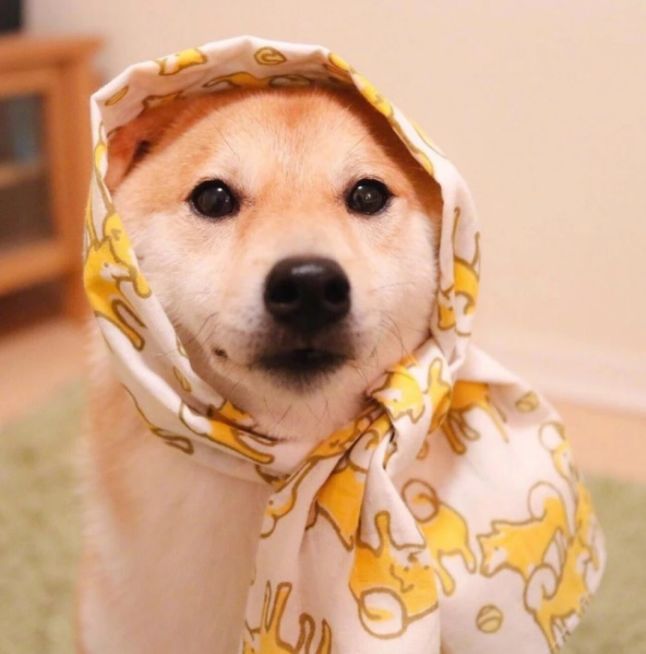 狗狗鼻子生病怎么办,狗狗的鼻子烂了怎么治疗