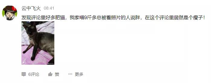 猫咪太肥胖可以节食吗,猫咪吃什么能长胖如何让猫咪长肉