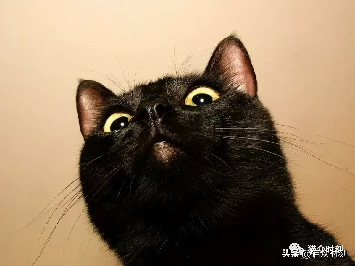 猫眼看到的画面是什么样的,猫眼观世界是什么样子