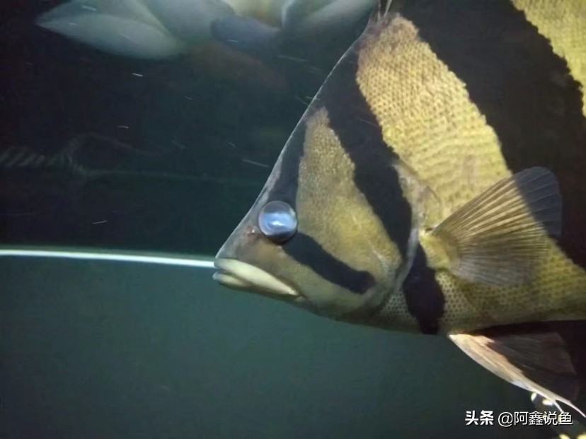 红龙最近老是蒙眼怎么办,红龙蒙眼用什么药最好