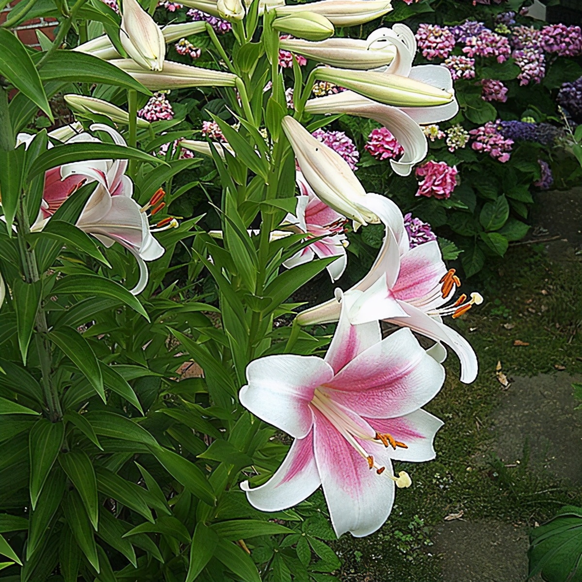 百合可以一盆养4棵吗,一枝多个花苞百合能分开养吗