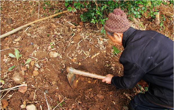 竹笋高产管理技术,笋竹怎么管理才高产