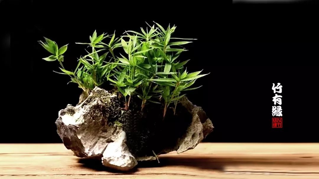 《竹子浇水宝典》竹子浇水是门大学问！