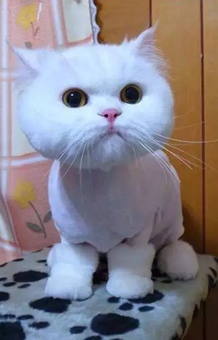 当猫咪剃了毛之后,春天猫咪剃了毛一直发抖