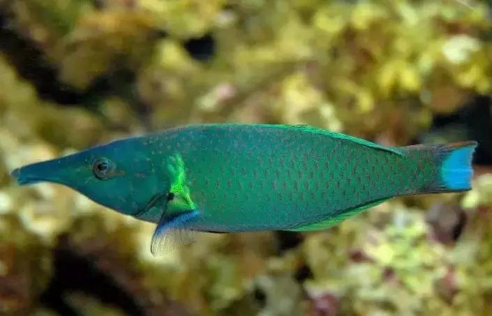 fot海水观赏鱼,fot鱼品种