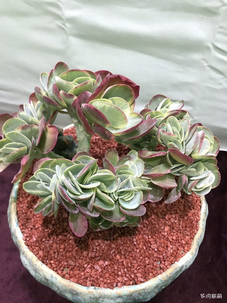 多肉欣赏韩国多肉,多肉欣赏秀妍