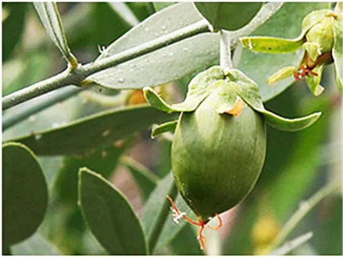 荷荷巴油功效用法,荷荷巴油真正的用处