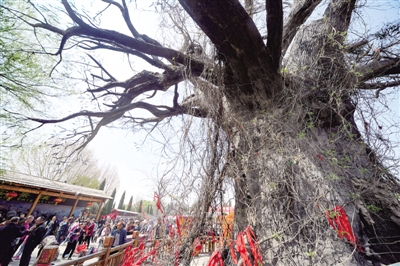 5000年历史看山西洪洞大槐树,明朝山西洪洞大槐树血泪史