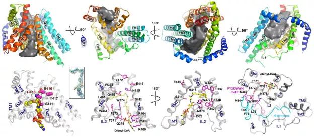 颜宁教授谈科研 (颜宁研究组在科学再发长文)