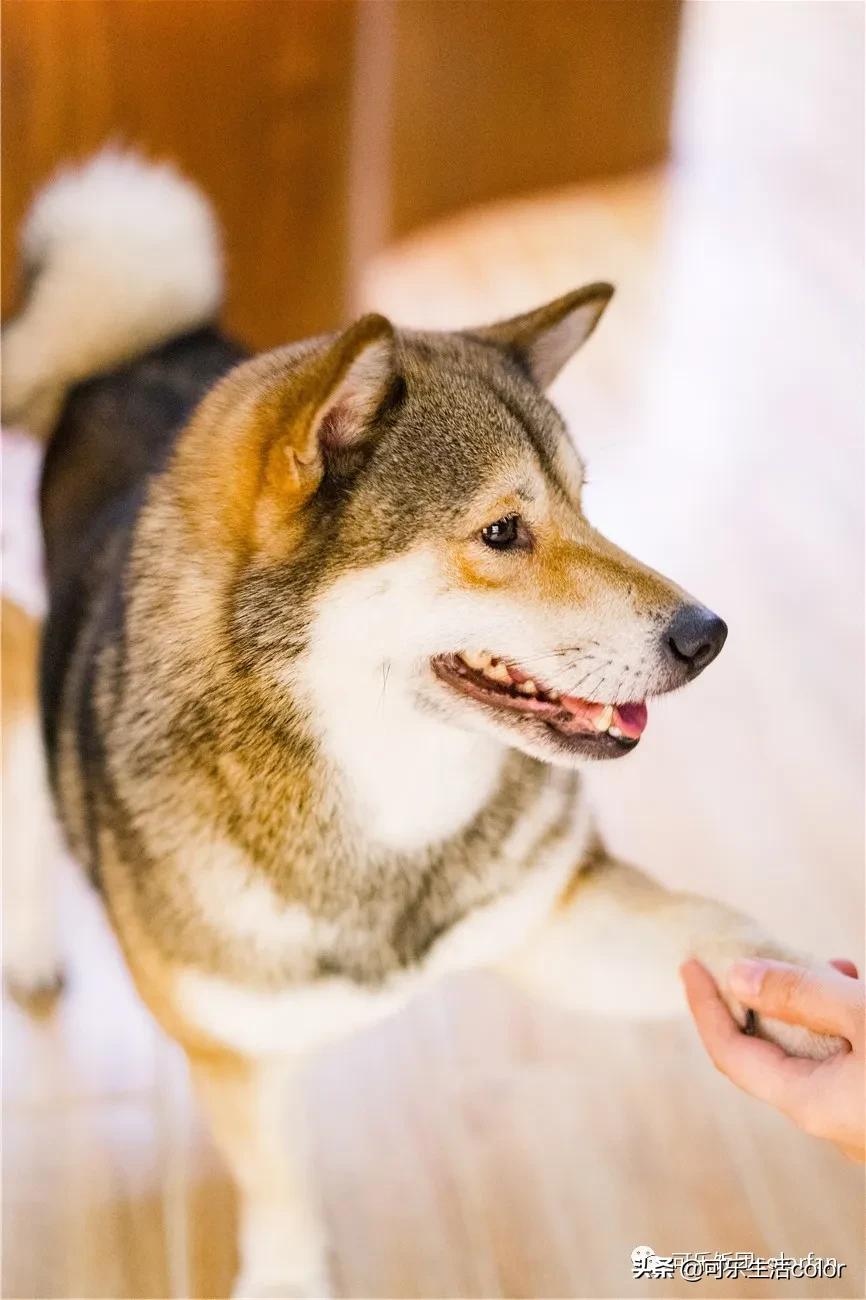 撸柴犬店广州,撸柴宠物乐园