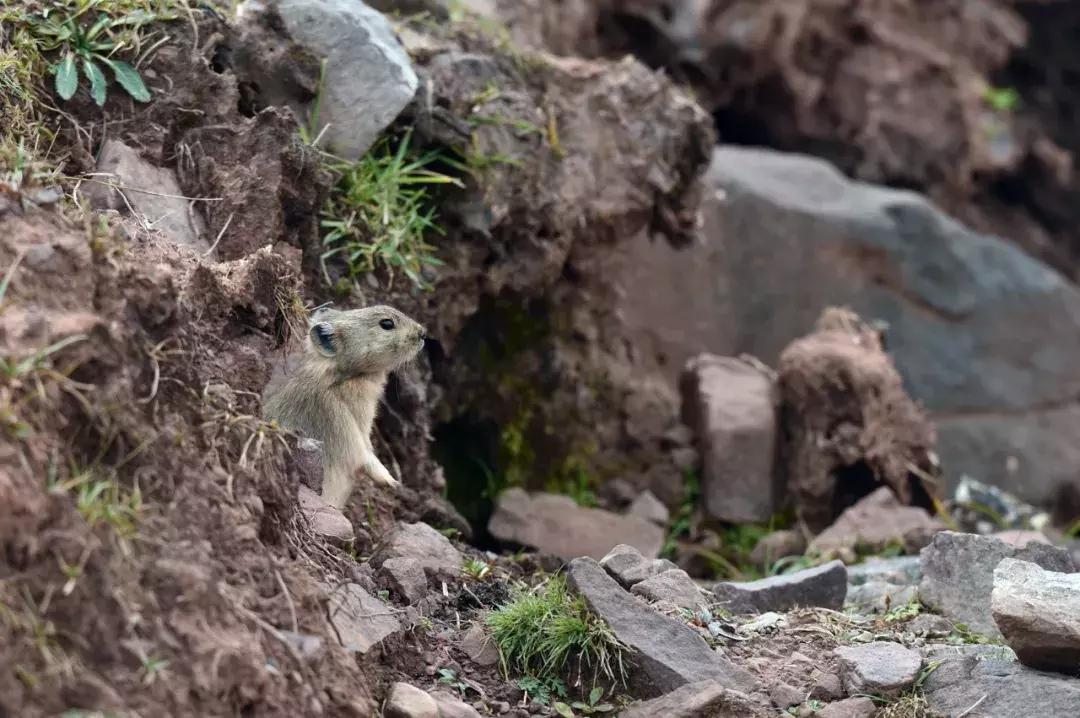 只有亲身经历才能体会艰难的诗句,只有亲身经历才能体会到的辛酸