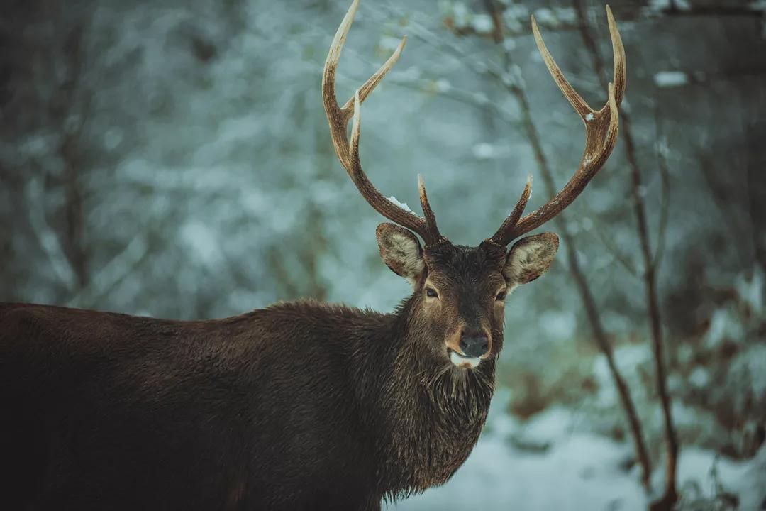 循着雪的方向，喇叭河颜值不输北欧，耍法多到让人尖叫
