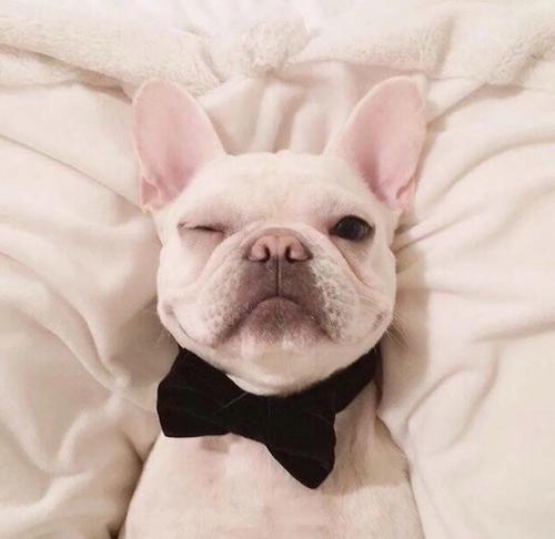 狗狗总是喜欢舔人怎么回事,狗狗总喜欢舔主人的手是咋回事