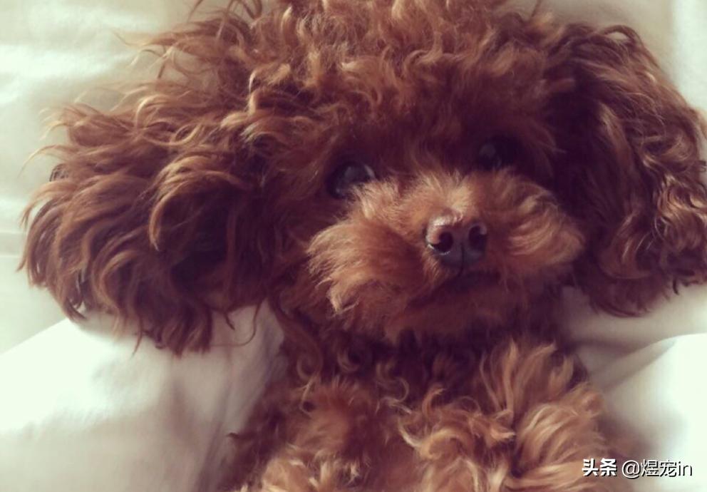 泰迪的便便怎么才算正常,正常的泰迪便便