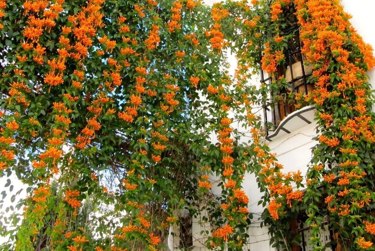 适合室外不怕酷热和寒冷的花卉,适合阴暗潮湿不需要阳光的植物