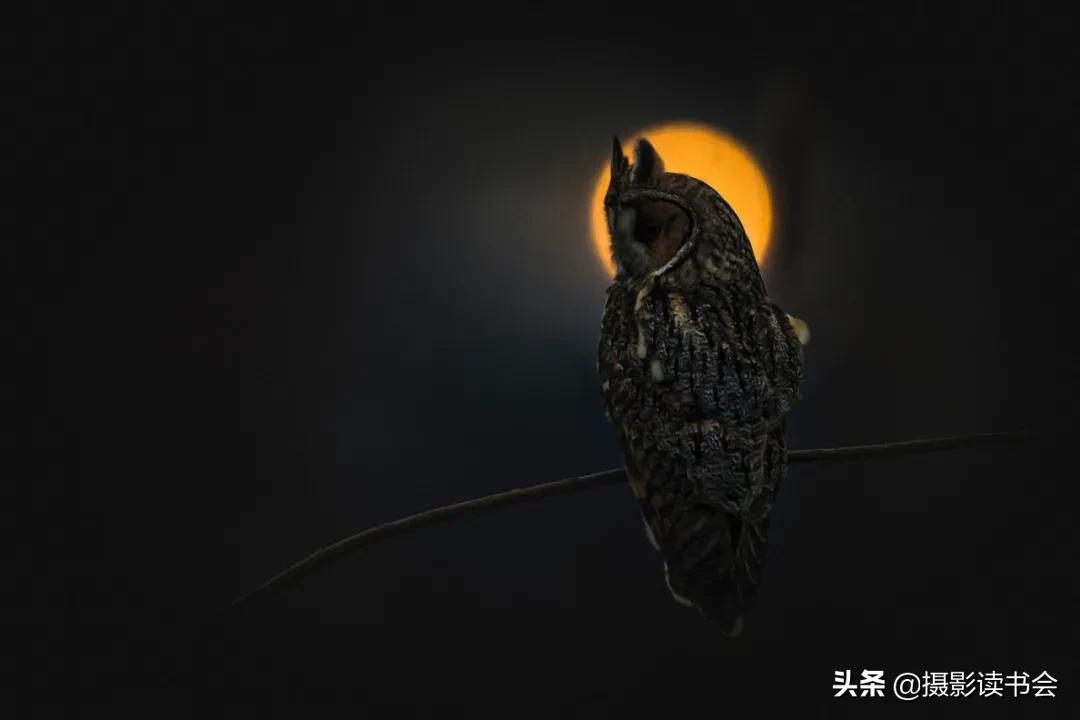 尼康拍野生动物,这位摄影师